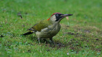 Green Woodpecker, Tockington, December 2015