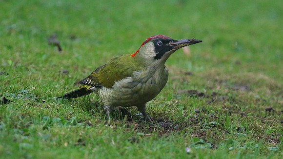 Green Woodpecker, Tockington, December 2015