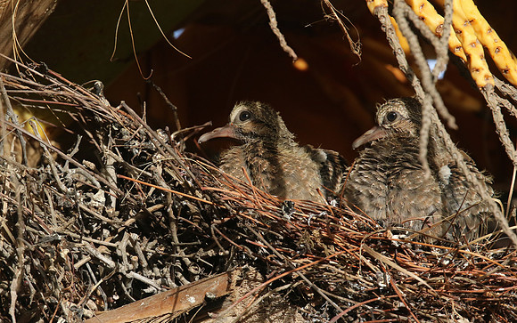 Eared Dove, Bubali Pond, Aruba, November 2015