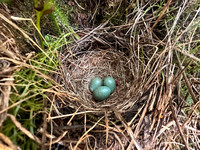 Redwing, Sandfjord, Norway, June 2025