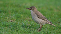 Rose-coloured Starling, Davidstow Airfield, September 2016