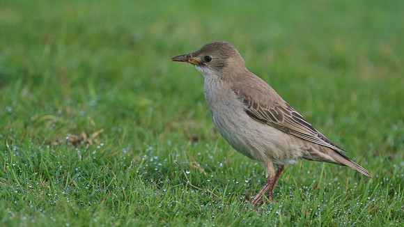 Rose-coloured Starling, Davidstow Airfield, September 2016