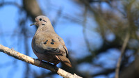 Eared Dove, Bubali Pond, Aruba, November 2015