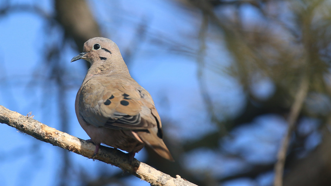 Eared Dove, Bubali Pond, Aruba, November 2015