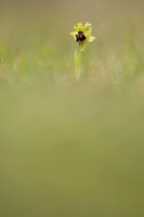 Early Spider-Orchid, Dorset Coast, April 2023