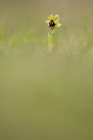 Early Spider-Orchid, Dorset Coast, April 2023