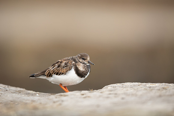 Turnstone, Lyme Regis, March 2022