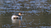 Little Grebe, Forest of Dean, January 2016.