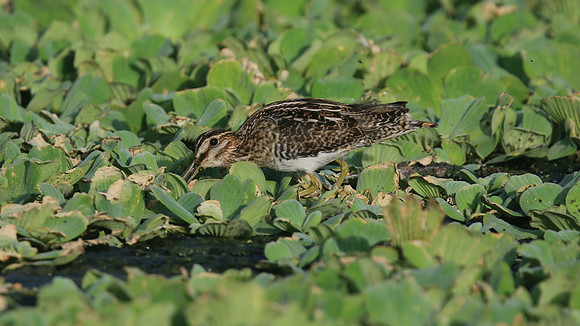 Wilson Snipe, Bubali Pond, Aruba, November 2015