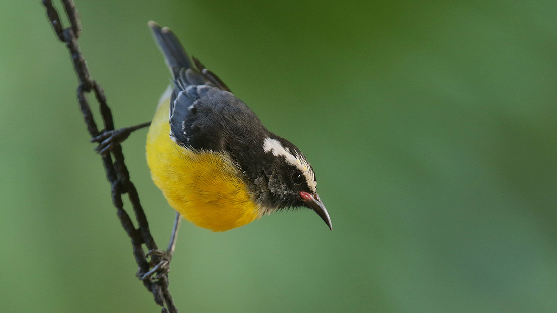 Bananaquit, Aruba Butterfly farm, Aruba, November 2015