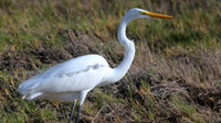 Great Egret, Palm Beach, Aruba, November 2015