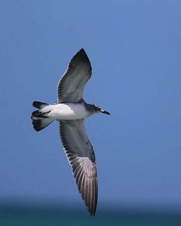 Laughing Gull, Arashi Beach, Aruba, November 2015