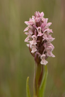 Early Marsh-orchid, Kenfig, June 2024