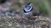 Crested Tit, Loch Garten, Feb 2016