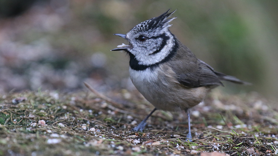 Crested Tit, Loch Garten, Feb 2016