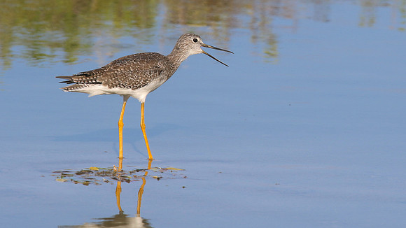 Greater Yellowlegs, Palm Beach, Aruba, November 2015
