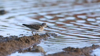 Least Sandpiper, Aruba, November 2015