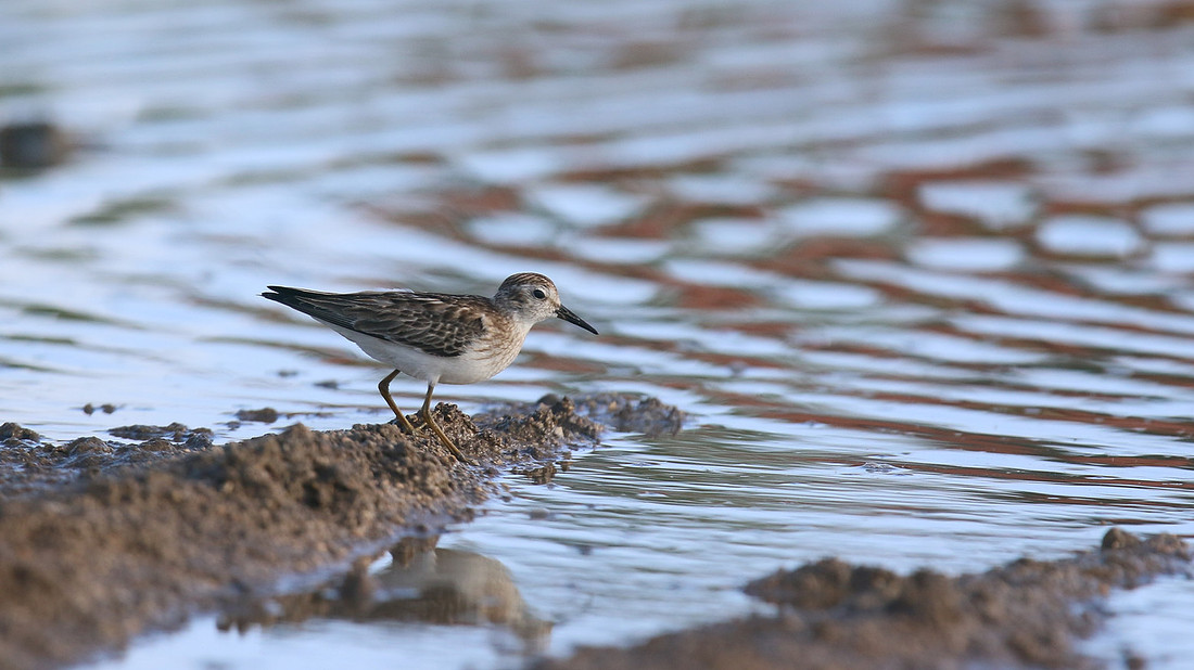 Least Sandpiper, Aruba, November 2015
