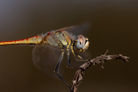 Red-veined Darter, (male) Cape Greco, Cyprus, July 2024