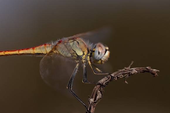 Red-veined Darter, (male) Cape Greco, Cyprus, July 2024