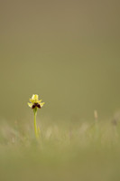 Early Spider-Orchid, Dorset Coast, April 2023