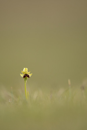 Early Spider-Orchid, Dorset Coast, April 2023
