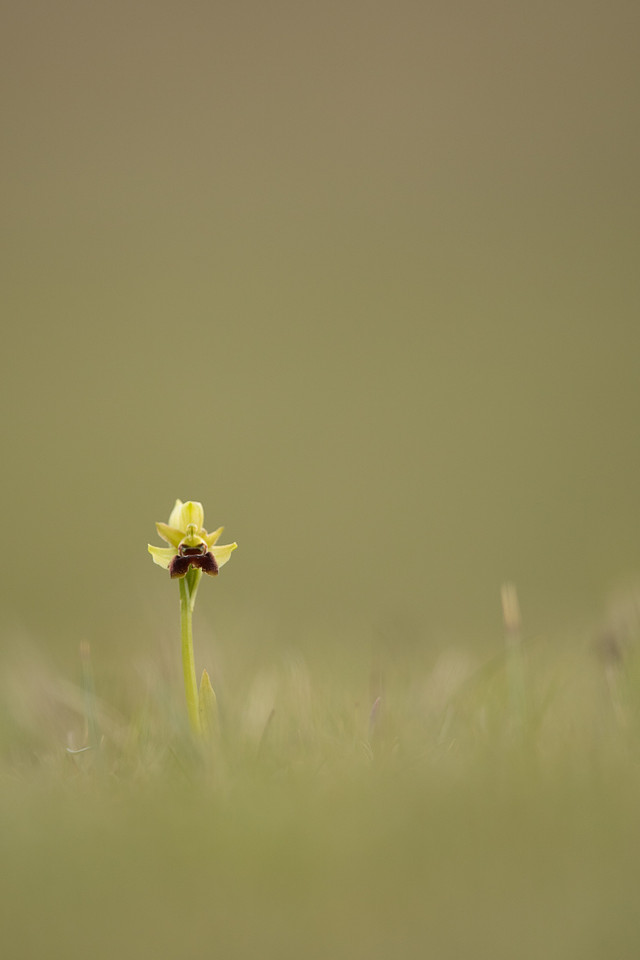Early Spider-Orchid, Dorset Coast, April 2023