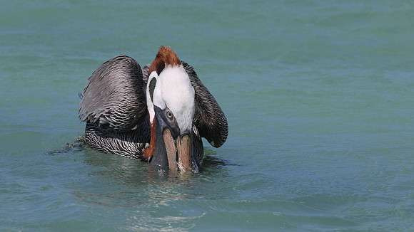 Brown Pelican, Arashi Beach, Aruba, November 2015