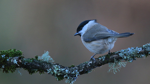 Marsh Tit, Forest of Dean, January 2016