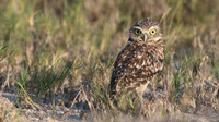 Burrowing Owl, Palm Beach, Aruba, November 2015