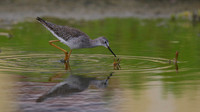 Greater Yellowlegs, Palm Beach, Aruba, November 2015