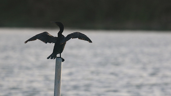 Neotropic Cormorant, Bubali Pond, Aruba, November 2015.