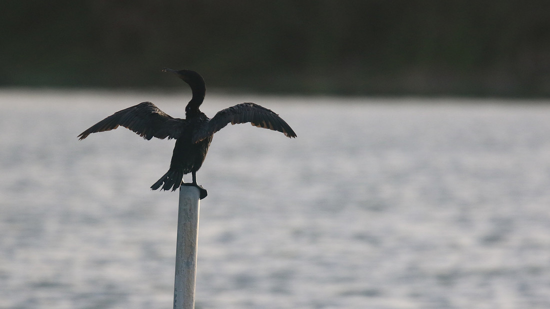 Neotropic Cormorant, Bubali Pond, Aruba, November 2015.