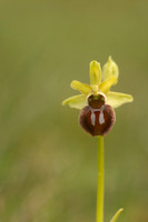 Early Spider-Orchid, Dorset Coast, April 2023
