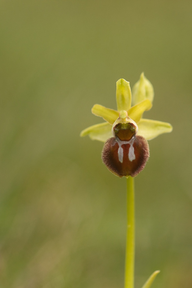 Early Spider-Orchid, Dorset Coast, April 2023