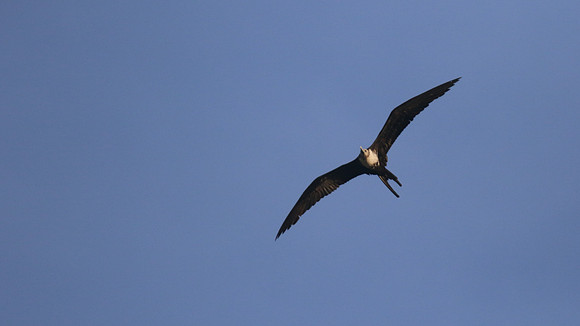 Magnificent Frigatebird, Bubali Pond, Aruba, November 2015.