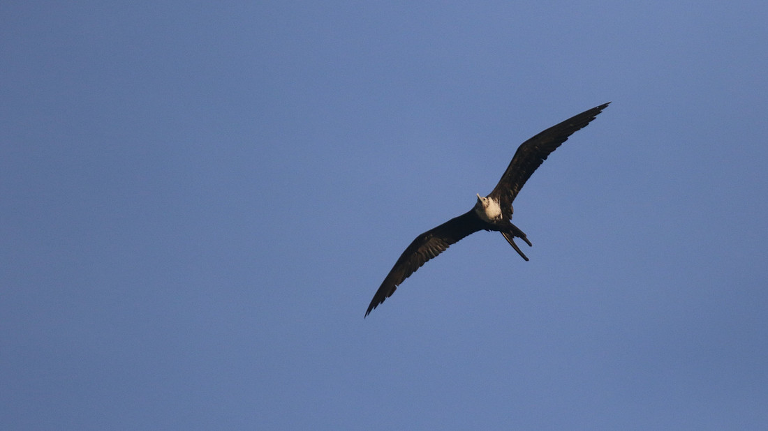 Magnificent Frigatebird, Bubali Pond, Aruba, November 2015.