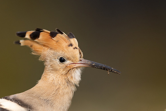 Hoopoe, Swansea, October 2024