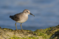 Least Sandpiper, Arashi Beach, Aruba, November 2015