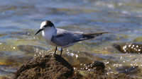 Common Tern. Arashi Beach, Aruba, November 2015