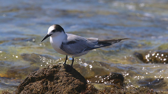 Common Tern. Arashi Beach, Aruba, November 2015