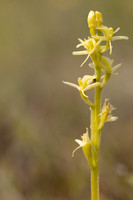 Fen Orchid, Kenfig, June 2024