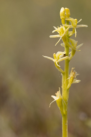 Fen Orchid, Kenfig, June 2024