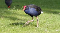 Purple Swamphen, Melbourne, November 2013
