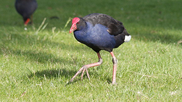 Purple Swamphen, Melbourne, November 2013
