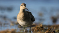 Ruff, Northwick Warth, September 2016