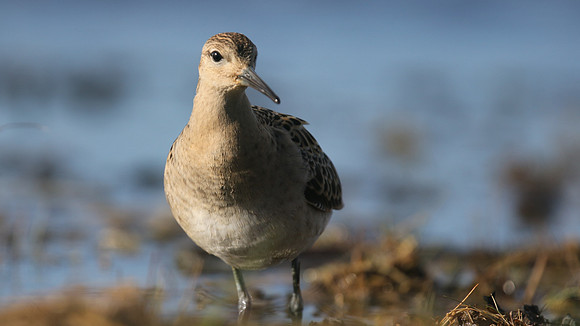Ruff, Northwick Warth, September 2016