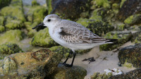 Sanderling, Areshi Beach, Aruba, November 2015