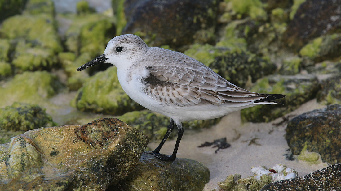 Sanderling, Areshi Beach, Aruba, November 2015