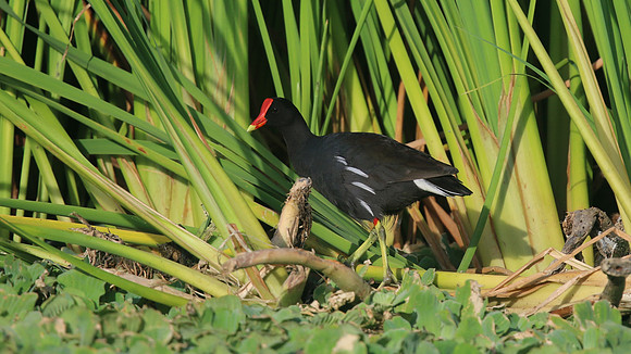 Common Gallinule, Bubali Pond, Aruba, November 2015.